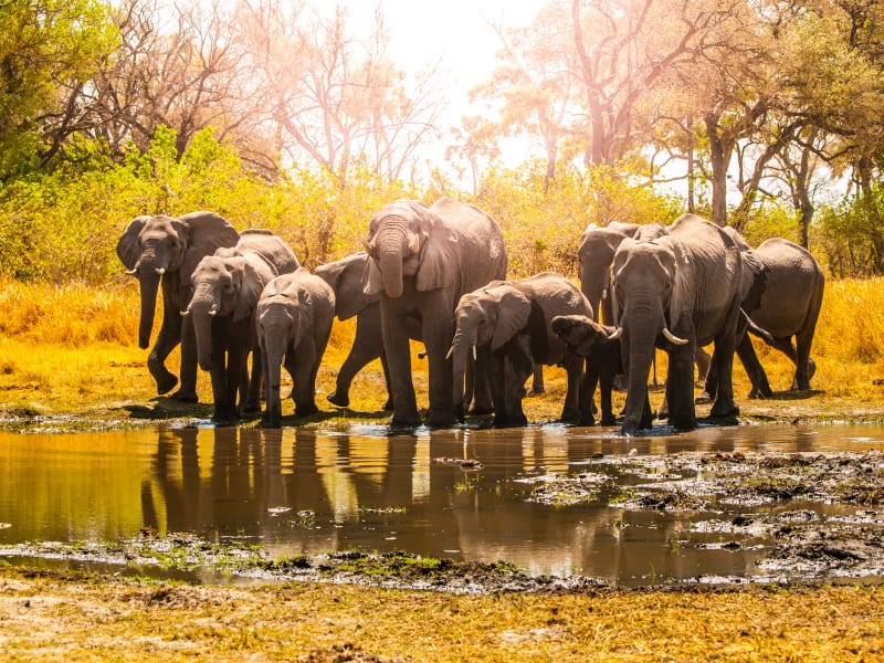 2 Days Nyerere National Park Safari from Zanzibar