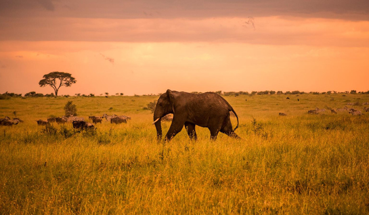 2 Days Serengeti Fly-in Safari from Zanzibar