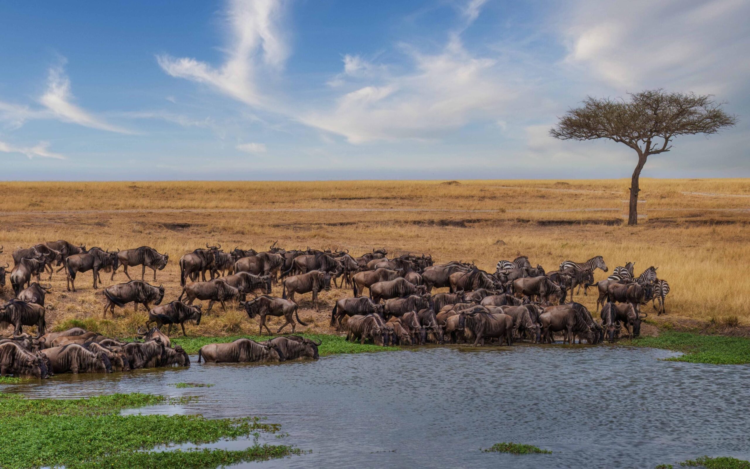 3 Days Serengeti Fly-in Safari from Zanzibar