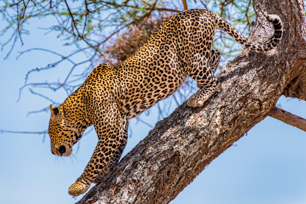 4-Day Tanzania Safari: Tarangire, Serengeti & Ngorongoro Crater