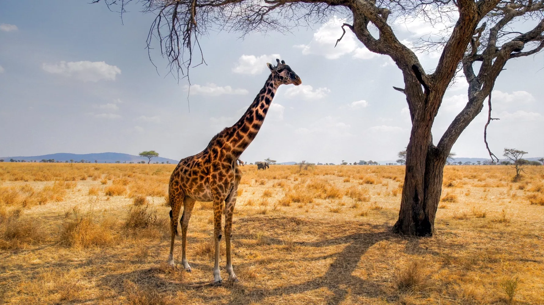 4 Days Serengeti & Ngorongoro Crater Fly-in Safari from Zanzibar
