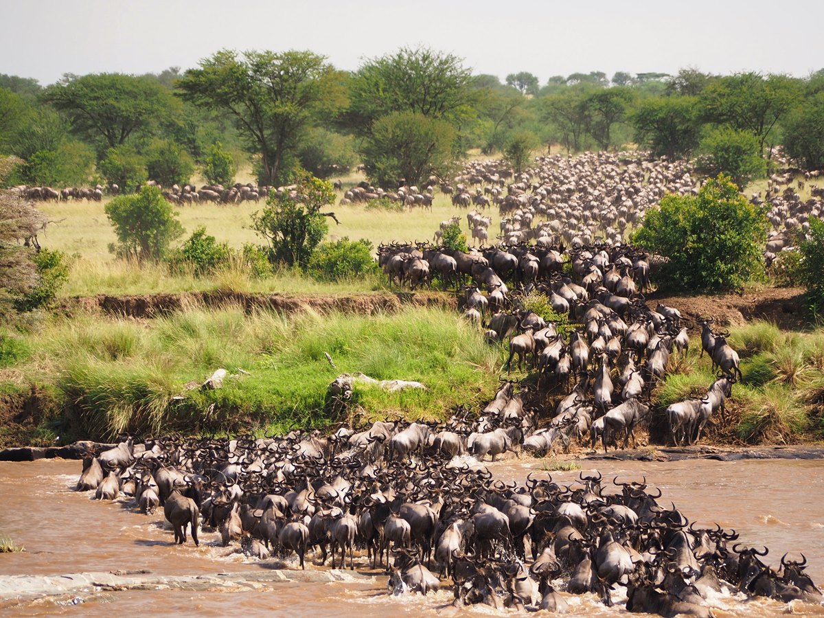 5-Day Tanzania Safari: Tarangire, Serengeti & Ngorongoro Crater
