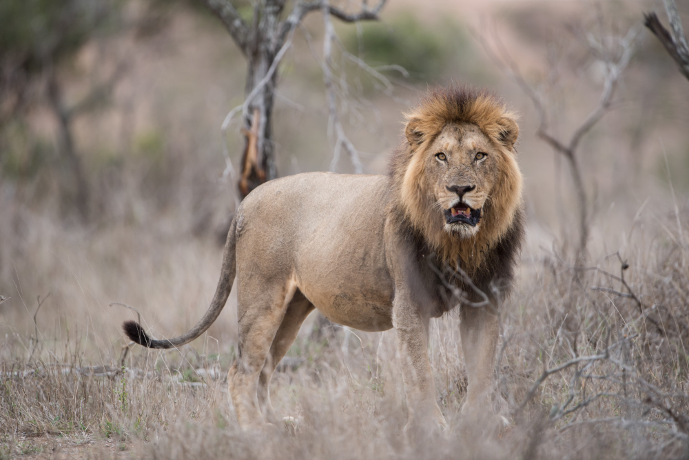 6-Day Tanzania Safari: Tarangire, Serengeti, Ngorongoro Crater & Lake Manyara