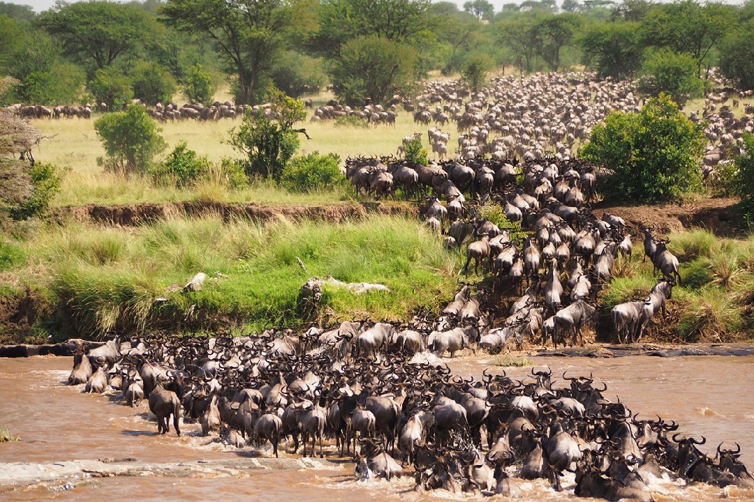 Best Time to Visit Tanzania for the Great Migration and Safari Adventures