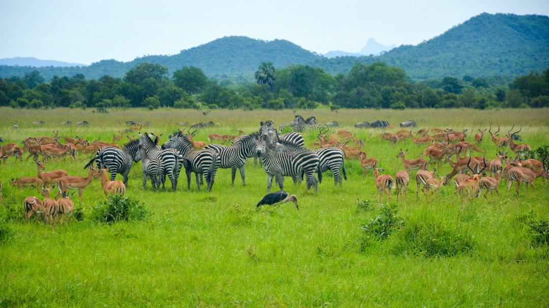 Day Trip Fly-in Safari to Mikumi National Park from Zanzibar