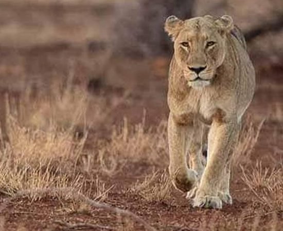 Lake Manyara National Park