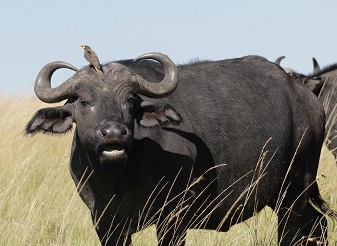 Mikumi National Park