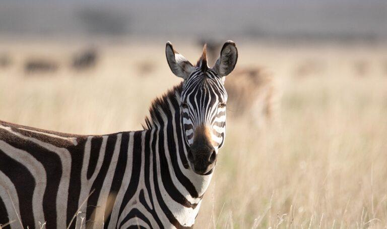 Ngorongoro Crater