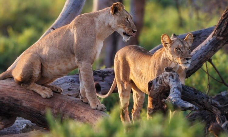 Tanzania Northern Safari Tours