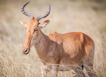 Nyerere National Park