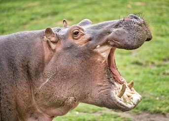 Ruaha National Park