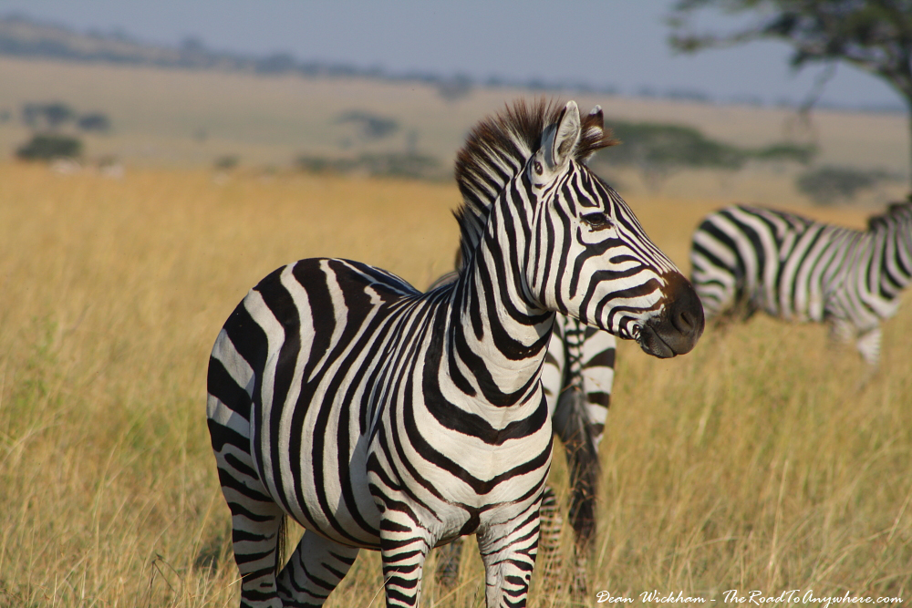 Tanzania safari from Zanzibar