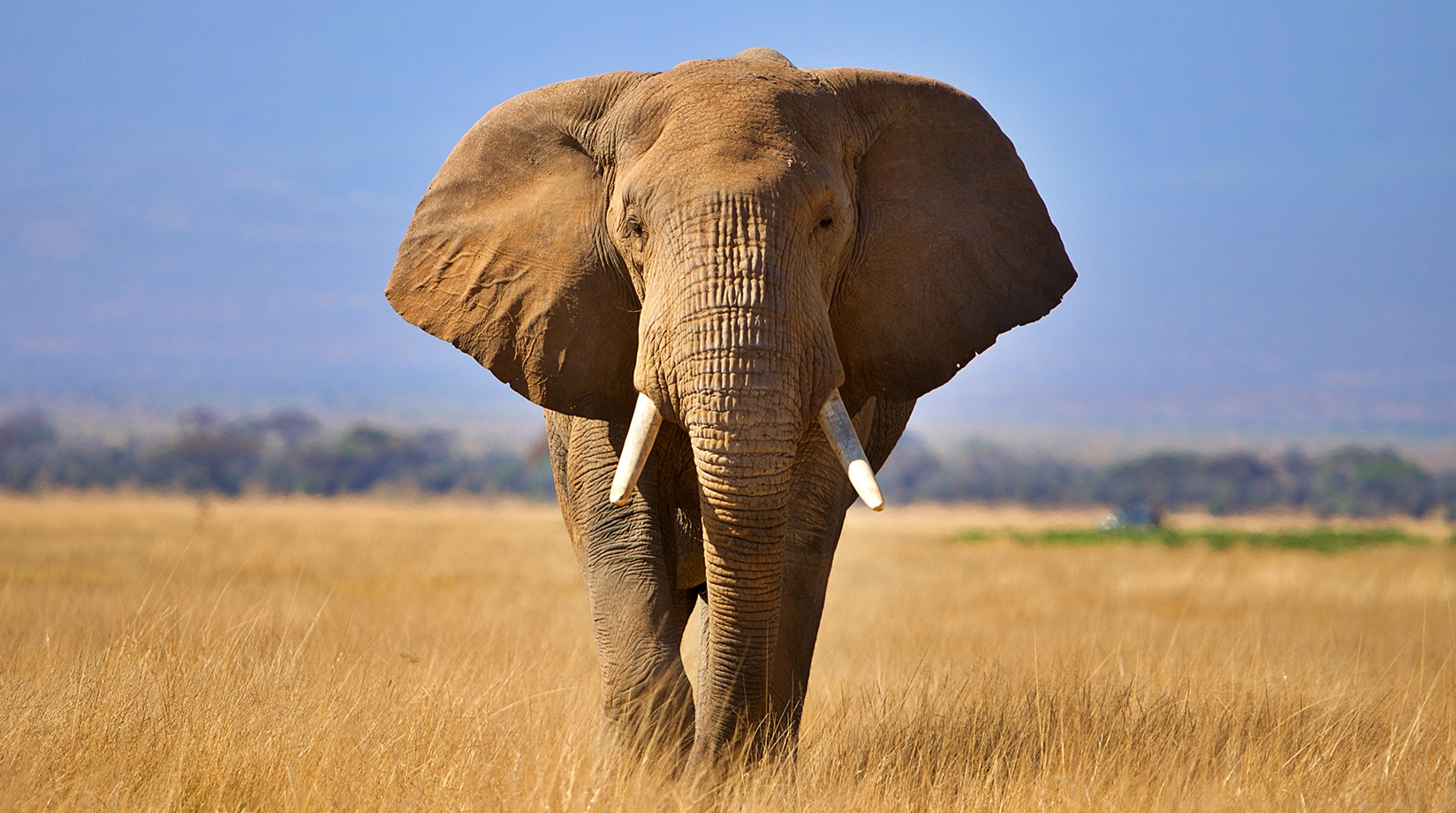 Tarangire National Park