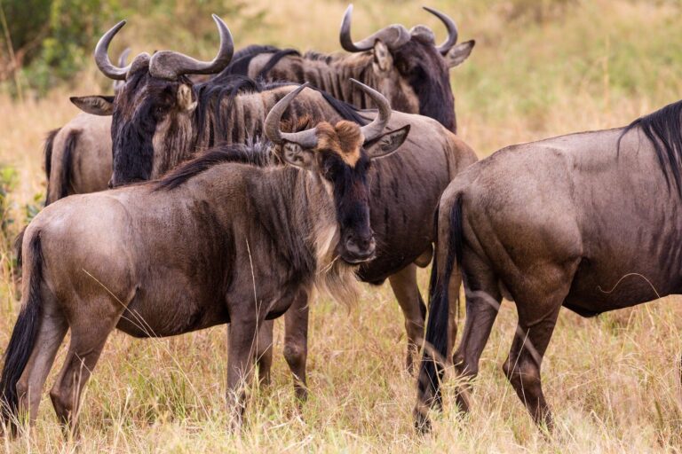 The Great Migration Experience
