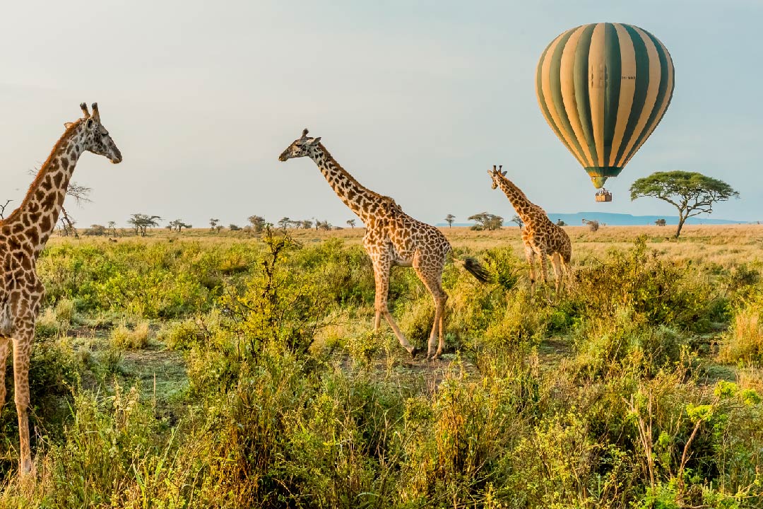 Top 10 Wildlife Safaris in Tanzania You Can’t Miss