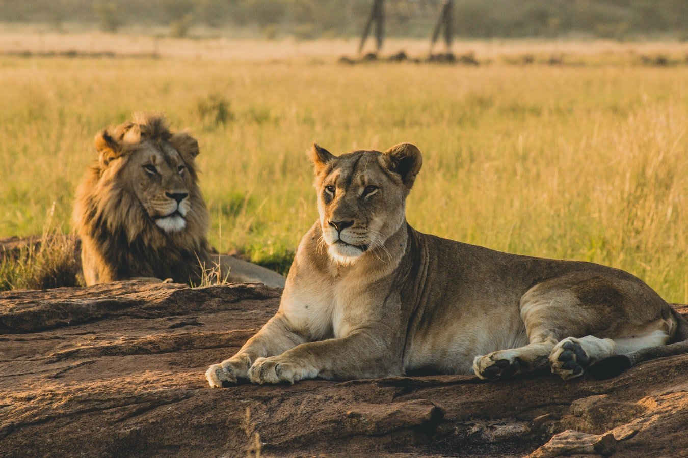 Wildlife Safari Experience